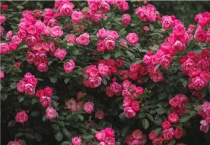 硫酸亚铁能浇月季吗？