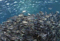 多春鱼产自哪里 并介绍多春鱼的繁殖习性