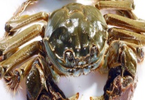 怎么养刚买回来的河蟹 附河蟹基本资料