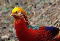 什么是红腹锦鸡