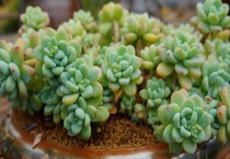 劳尔花有毒吗？