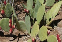 仙人掌的作用有哪些？仙人掌的药用价值有哪些？