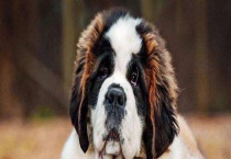 圣伯纳犬多少钱一只 附圣伯纳犬的幼犬饲养