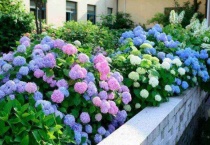 绣球扦插多久生根