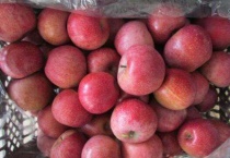 苹果冷藏温度多少合适