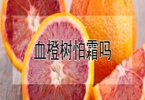 血橙树怕霜吗？