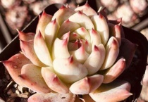 多肉吉娃娃和水蜜桃的区别？