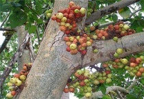 牛奶树可作什么木材