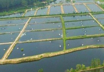 海水轮虫怎么繁殖