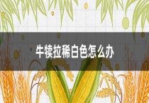牛犊拉稀白色怎么办？