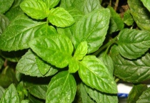 薄荷冬天冻死了来年会发芽吗？