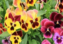 角堇和三色堇的区别？