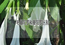 毛曼陀罗和曼陀罗区别？