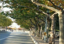 梧桐树寓意是什么意思