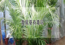 散尾葵有毒吗？