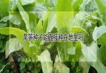 莴笋种子能直接种在地里吗？