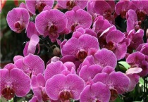 蝴蝶兰种子催芽多久？