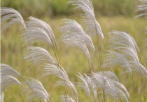 菌草是什么植物