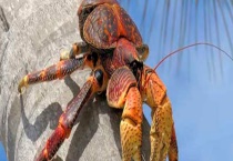 椰子蟹的价格是多少 怎么食用