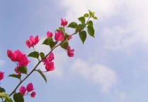 三角梅发芽时间