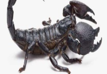 冬季蝎子疾病防治技术 水源食物要保持新鲜