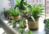 吊兰焉了怎么办？