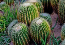 仙人掌发黄变软怎么办？