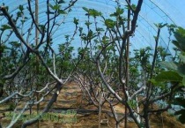 无花果移栽时间和多久？