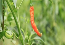 指天椒种植技术与管理