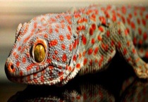 蛤蚧一对多少钱 附蛤蚧的功效作用