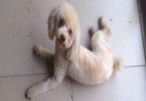 贵宾犬大小便怎么训练？注意事项有哪些？