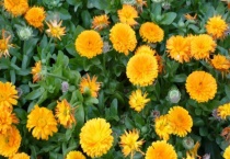 适合湖南养的花有哪些？