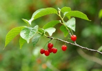 嘉宝树适合什么环境