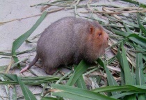 竹鼠的养殖周期 竹鼠养殖注意事项