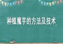 种植魔芋的方法及技术