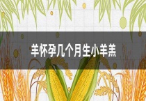 羊怀孕几个月生小羊羔