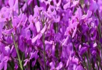 蓝香芥和二月兰的区别？