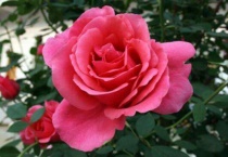 月季秋天能移栽吗？