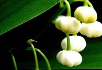 铃兰焉了怎么办？