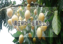 黄皮树叶子发黄怎么办？