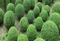 冬青树是什么样的 附冬青树的生长习性