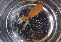 金鱼孵化注意事项