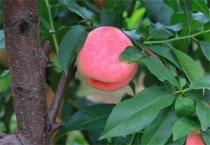 桃树不结果是什么原因？