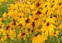 黑心菊种子发芽多久？