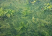 鱼塘蓝藻治理最有效的多久？