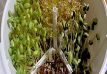 发绿芽了的豆芽还能不能吃 如何发绿豆芽