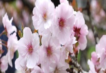 樱花是常绿还是落叶植物 附樱花的历史