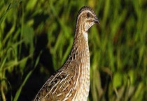 养鹌鹑真的能赚钱吗？养一万只需投资多少？