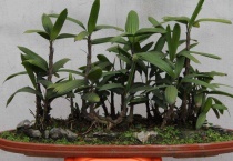 长寿竹叶子干了是什么原因？