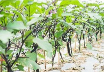 茄子虫害都是哪些虫